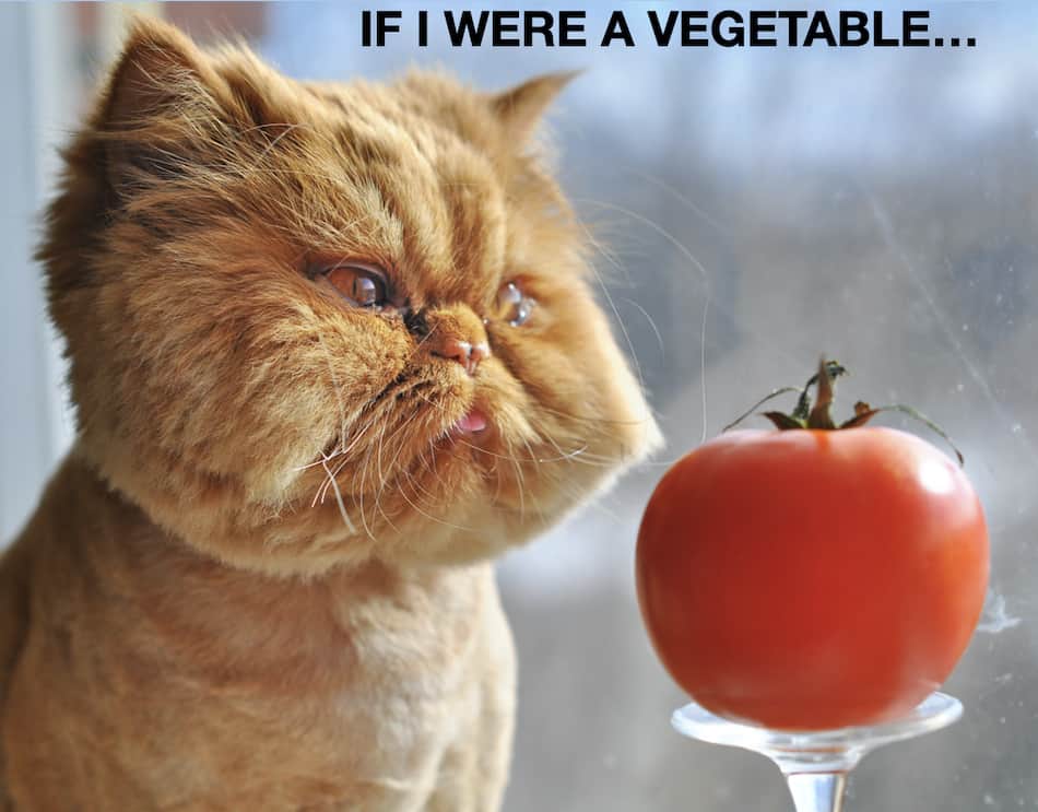 orange cat looks at tomato, says If I Were A Vegetable