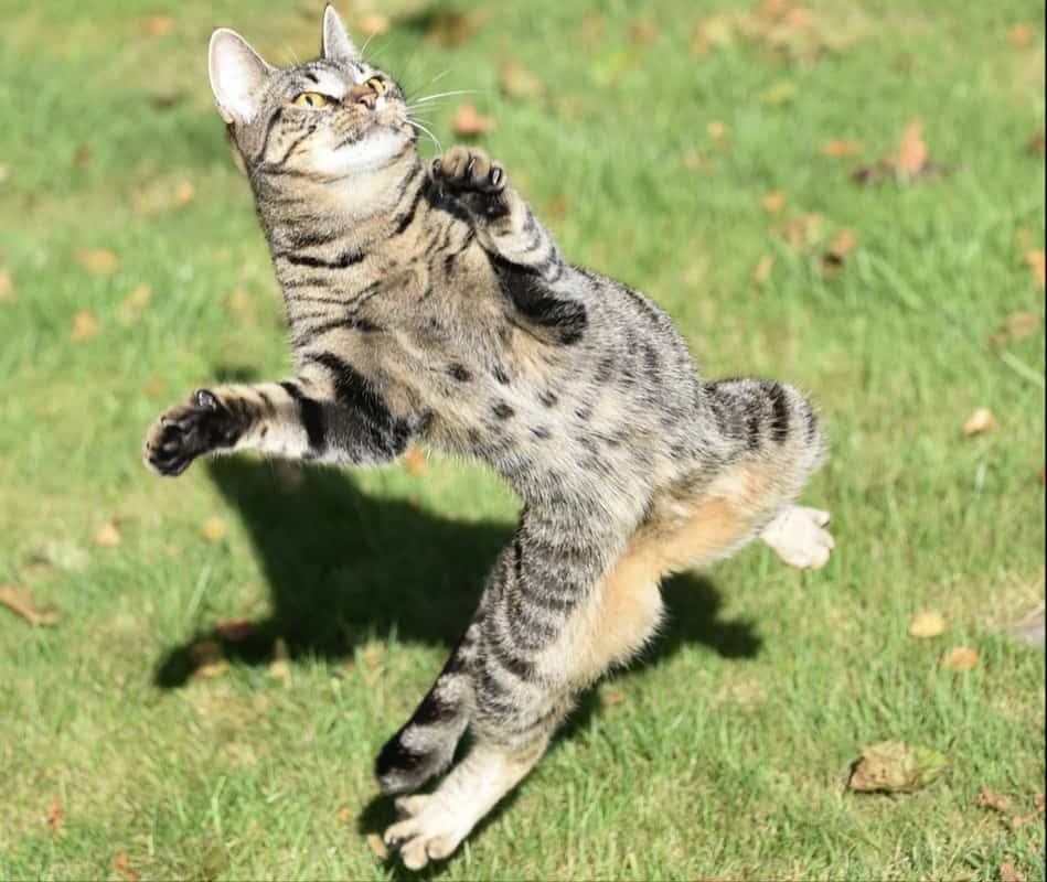 cat on hind legs is dancing