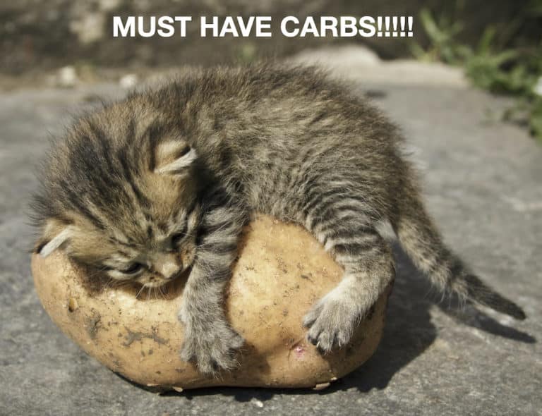 cat clings to potato says Must Have Carbs