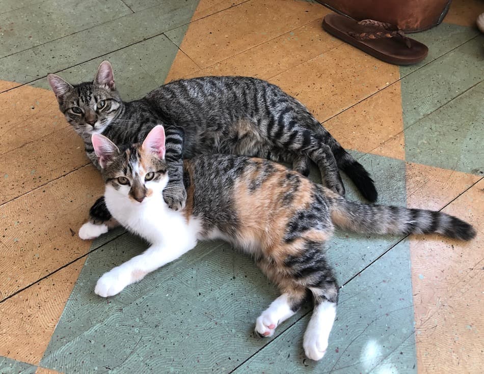 two cats snuggling