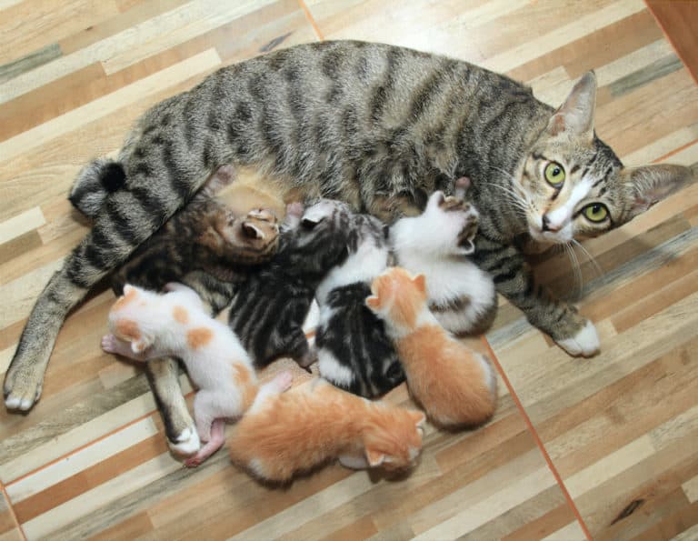 mother cat nursing litter of kittens