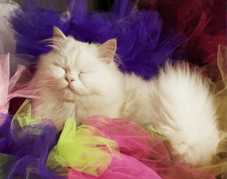 happy white cat lays in colored fabrics