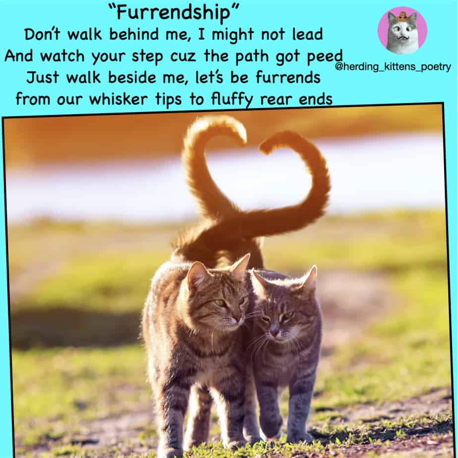 cat poem about friendship tow cats with tails together