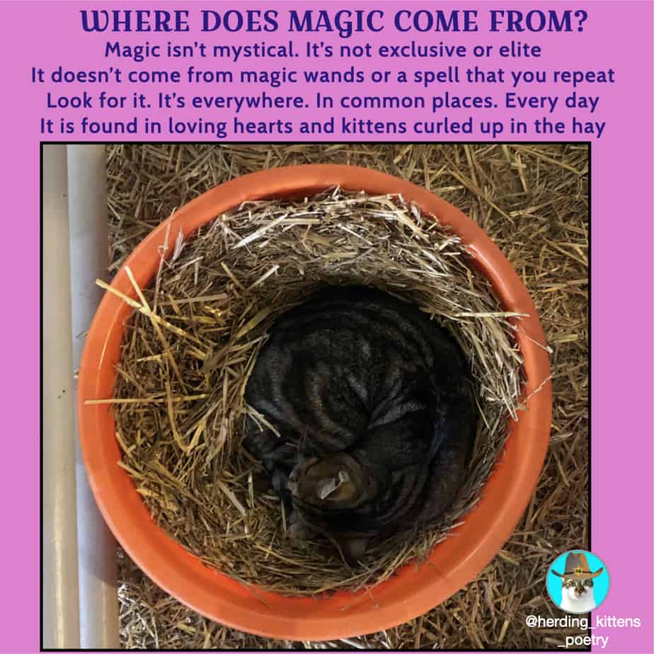 inspirational poetry cat curled up in hay