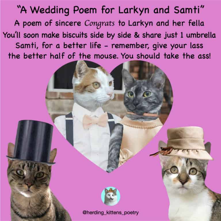 cats in hats and clothes dressed for cat wedding