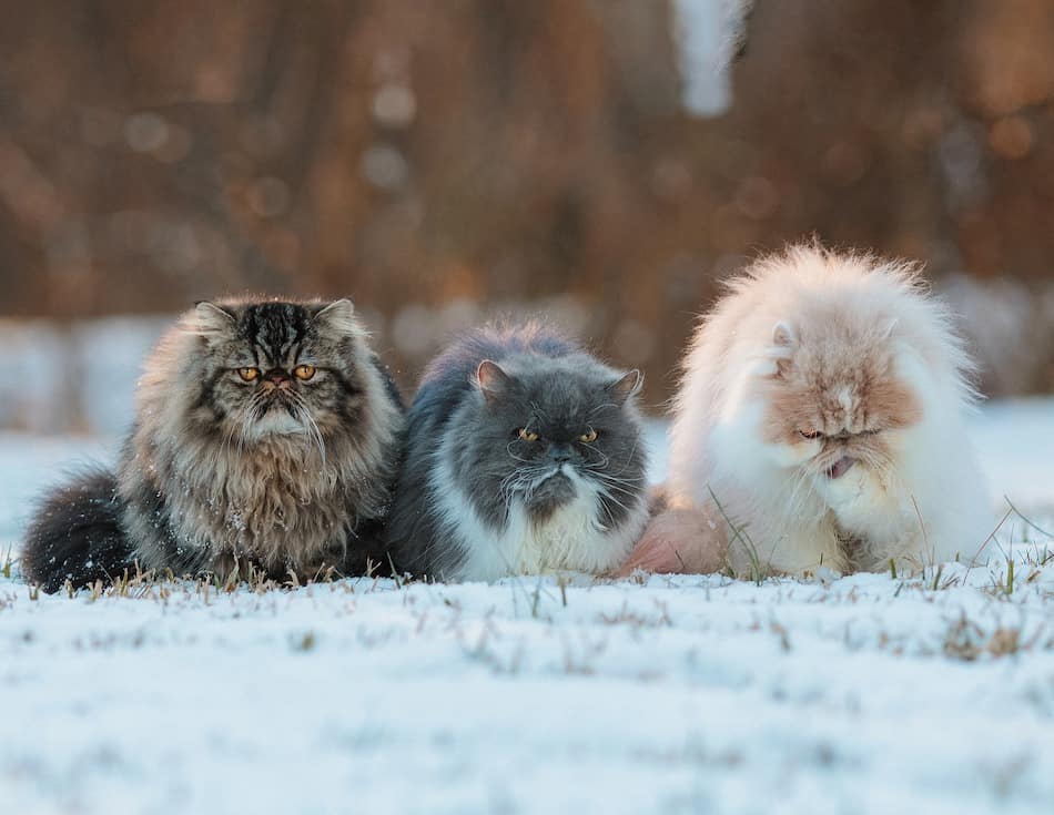 cats with long whiskers sitting together in snow