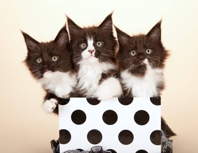 cats with long whiskers three maine coon kittens