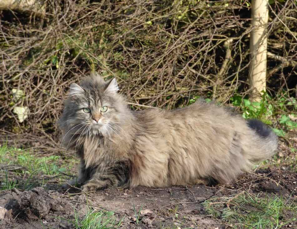 cats with long whiskers norwegian forest cat