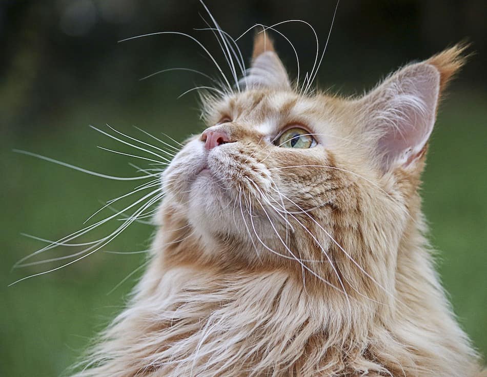 cats with long whiskers orange maine coon