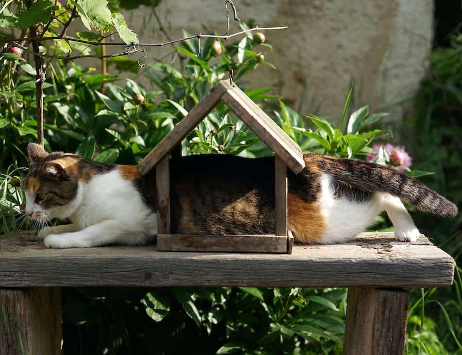 calico cat stuck in bird house