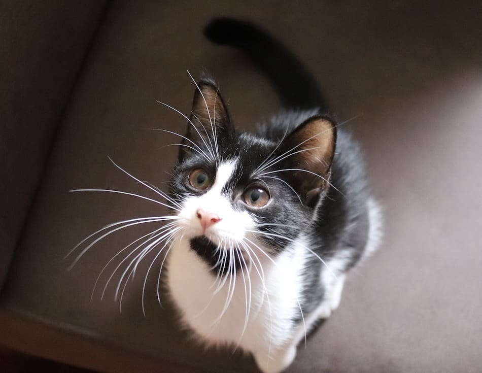 cats with long whiskers tuxedo cat