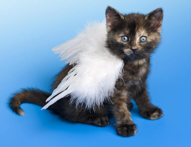 Adorable tortie cat with wings