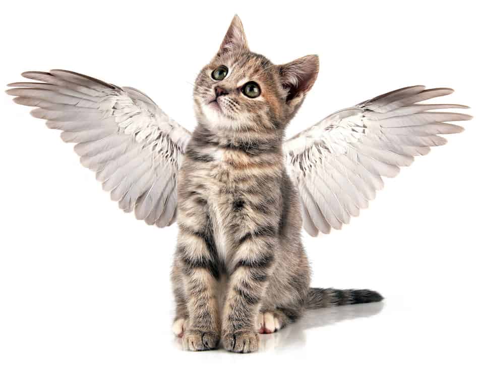 tabby cat with wings looks upward