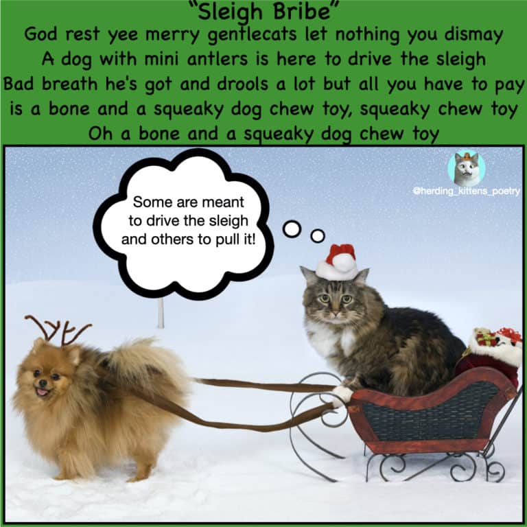 christmas cat and dog cat driving sleigh with dog as reindeer