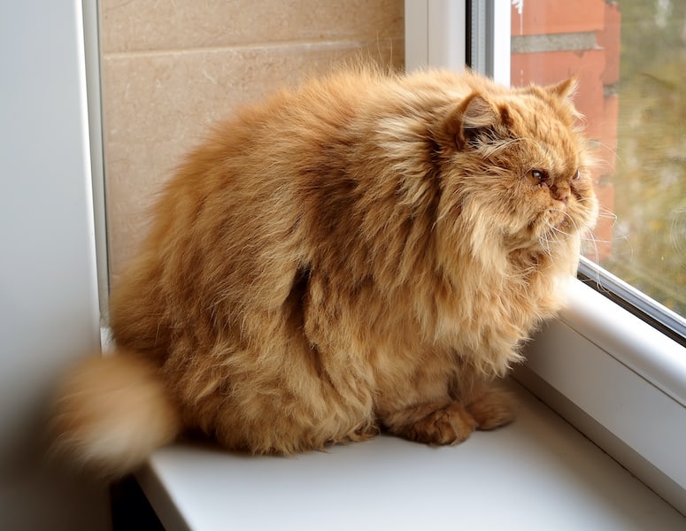 fat ginger cat looks out the window