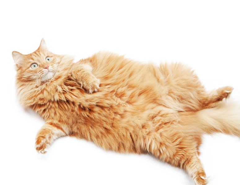 fat orange cat with fluffy belly