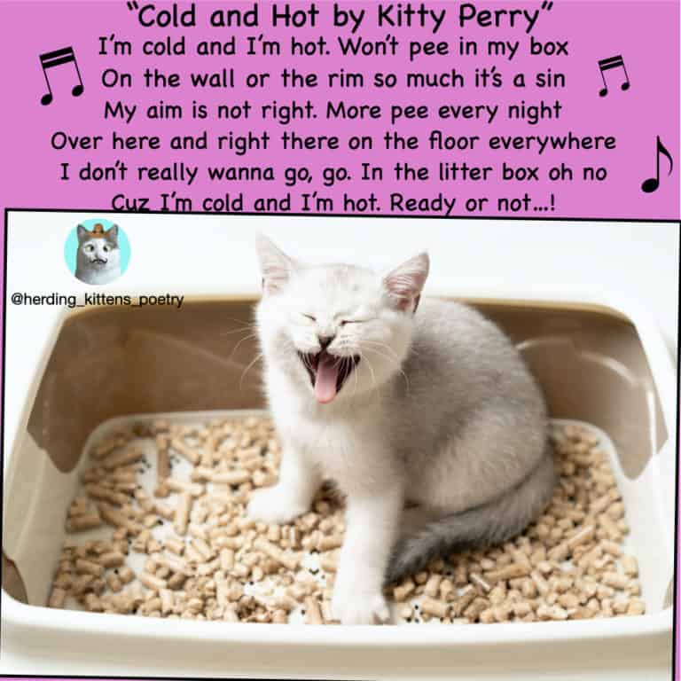 white cat in litter box laughing