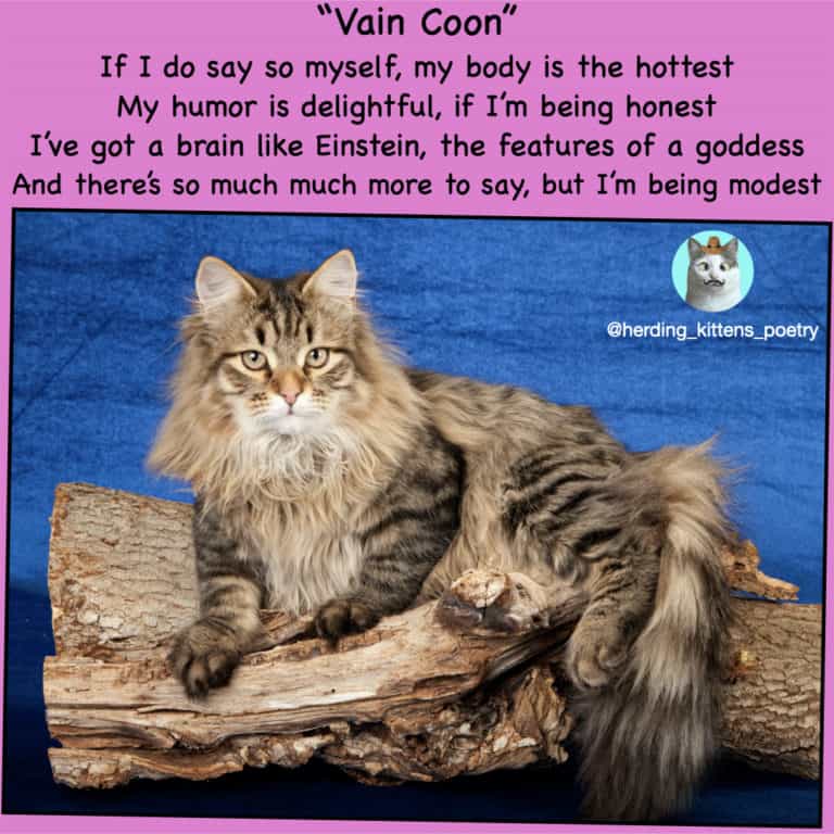 funny cat poems maine coon cat