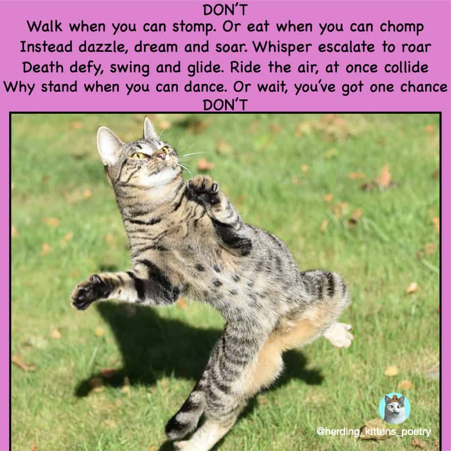 inspirational poetry by cats cats dancing