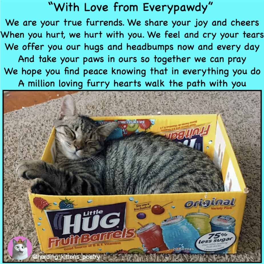 inspirational poetry about friendship cat in box