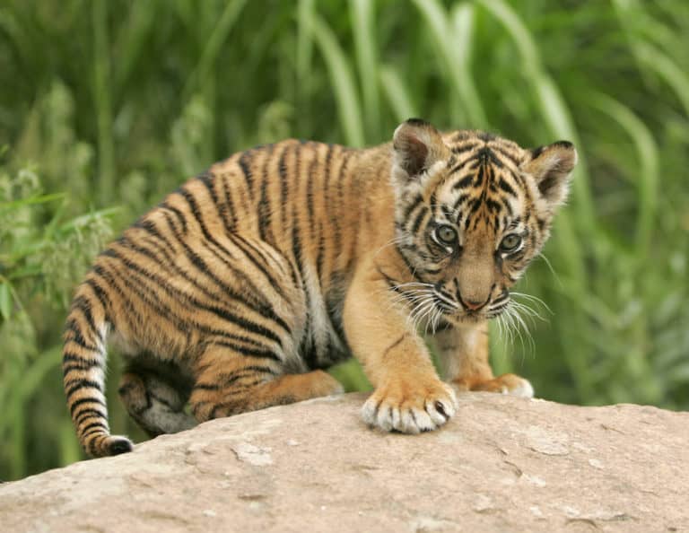 why do tigers have stripes cute tiger cub