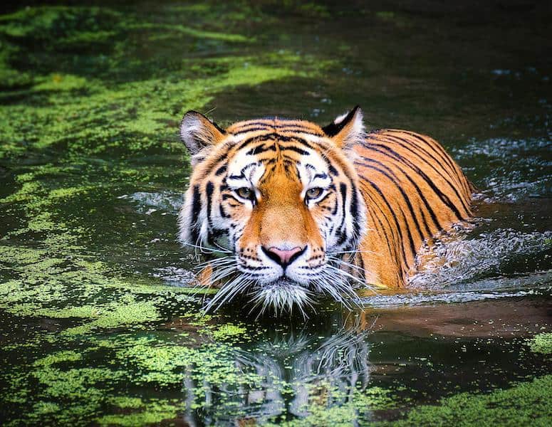 why do tigers have stripes tiger swimming