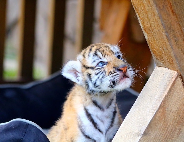 why do tigers have stripes tiger cub